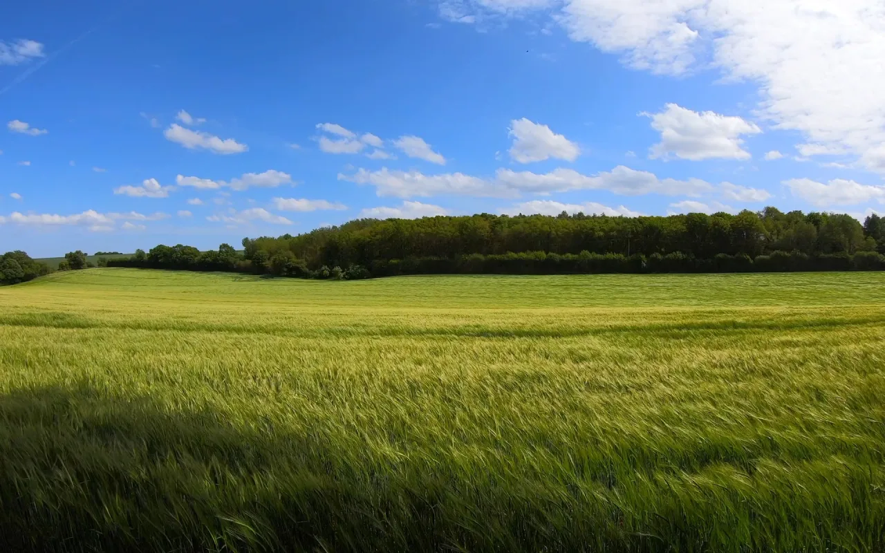 Farm Field During Daytime live wallpaper preview