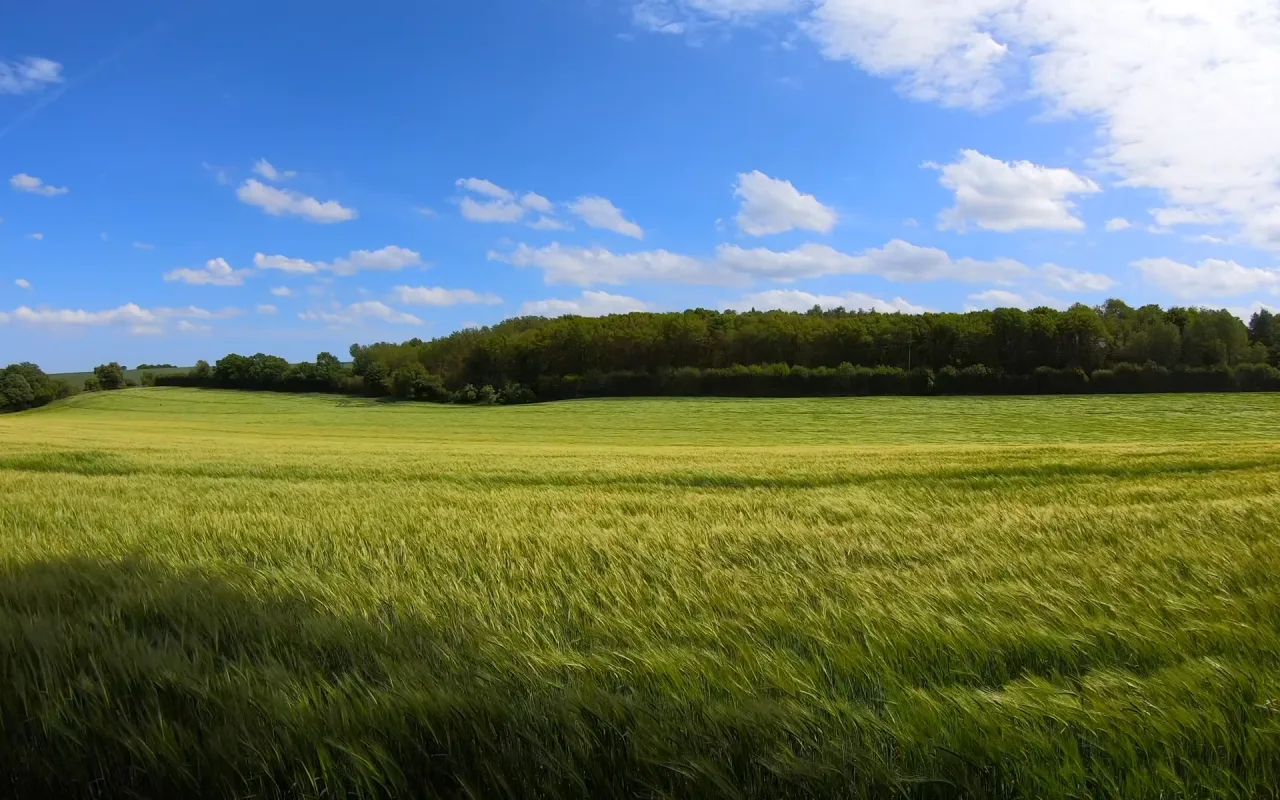 Farm Field During Daytime live wallpaper preview