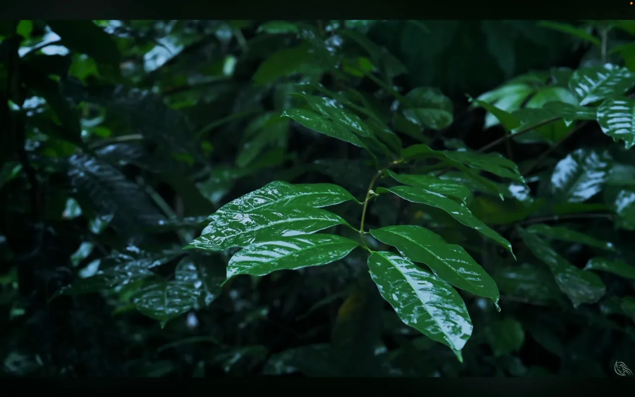 Rainy Forest live wallpaper preview