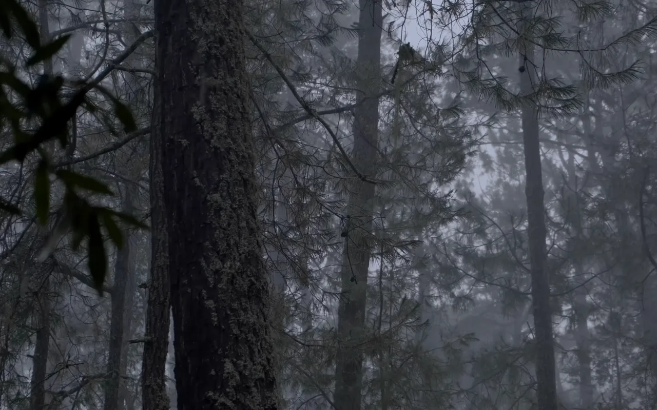 Dark Rainy Forest live wallpaper preview
