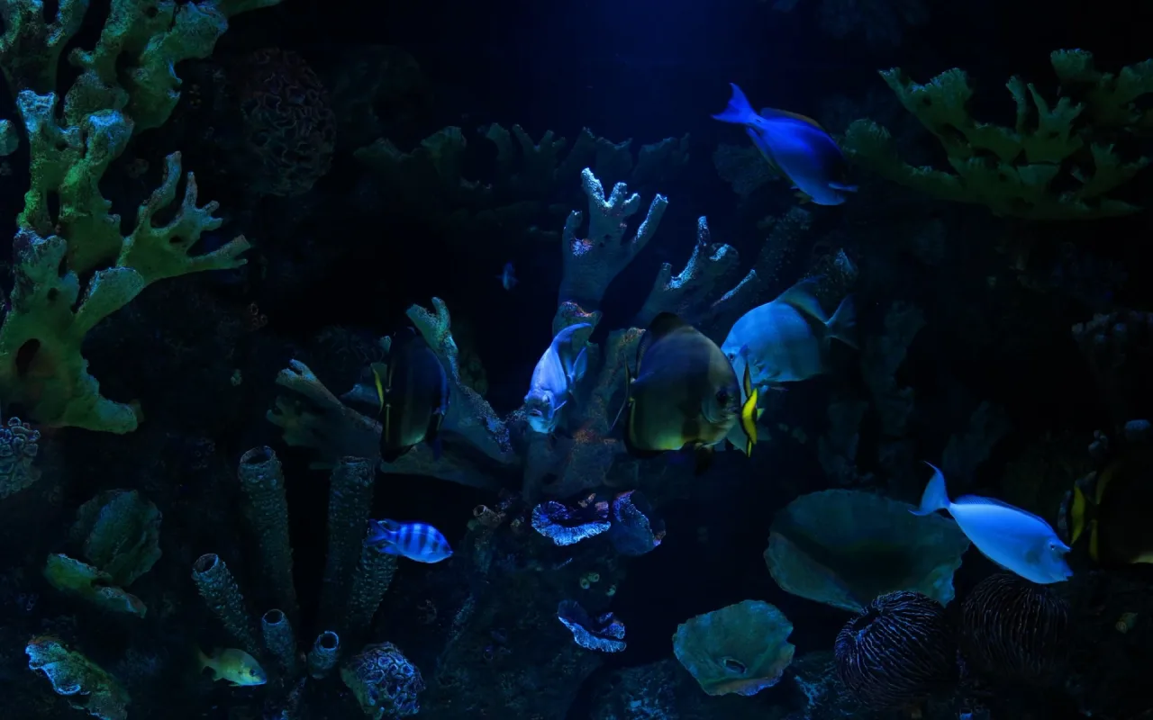 Marine Coral Reef live wallpaper preview