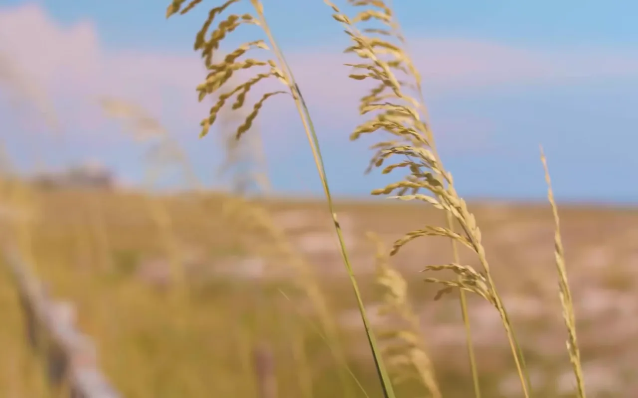 Rice Field live wallpaper preview