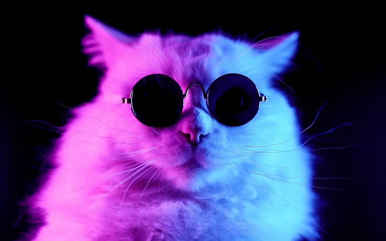 Cat Sunglasses live wallpaper preview
