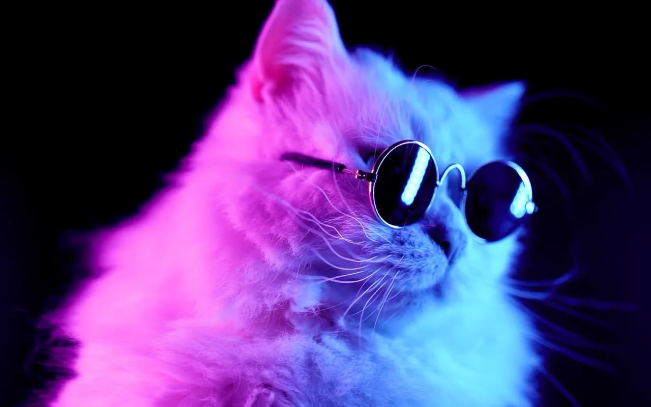 Cat Sunglasses live wallpaper preview