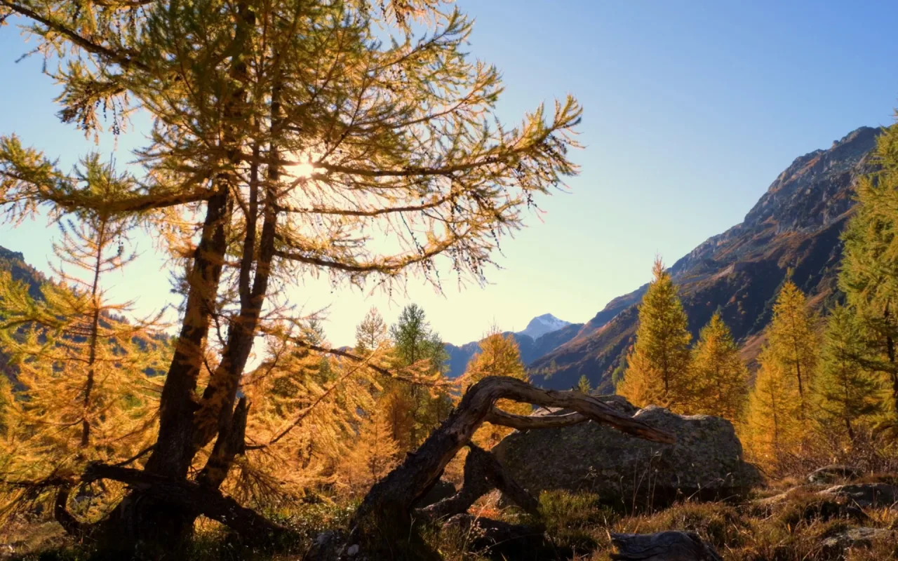 Autumn Sunset live wallpaper preview
