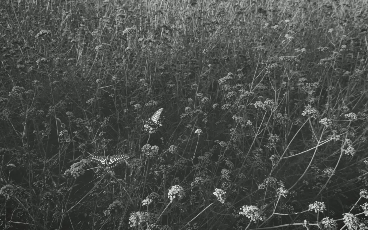Monochrome Butterflies live wallpaper preview
