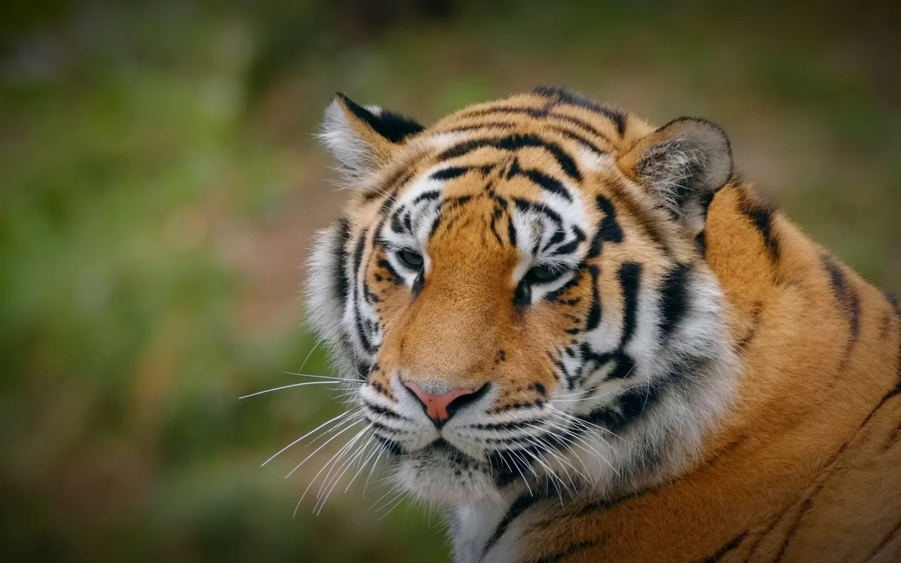 Tiger Yawning In Slow Motion live wallpaper preview