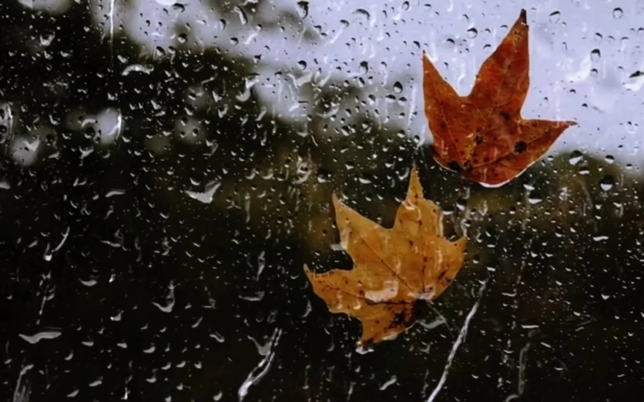 Autumn Leaves Raindrops live wallpaper preview