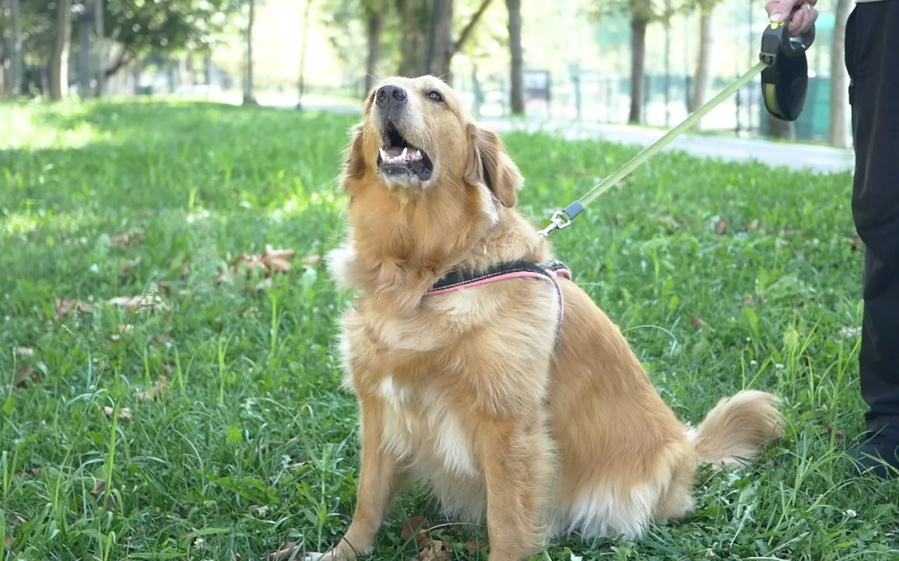 Golden Retriever live wallpaper preview