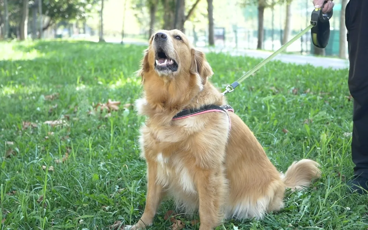 Golden Retriever live wallpaper preview