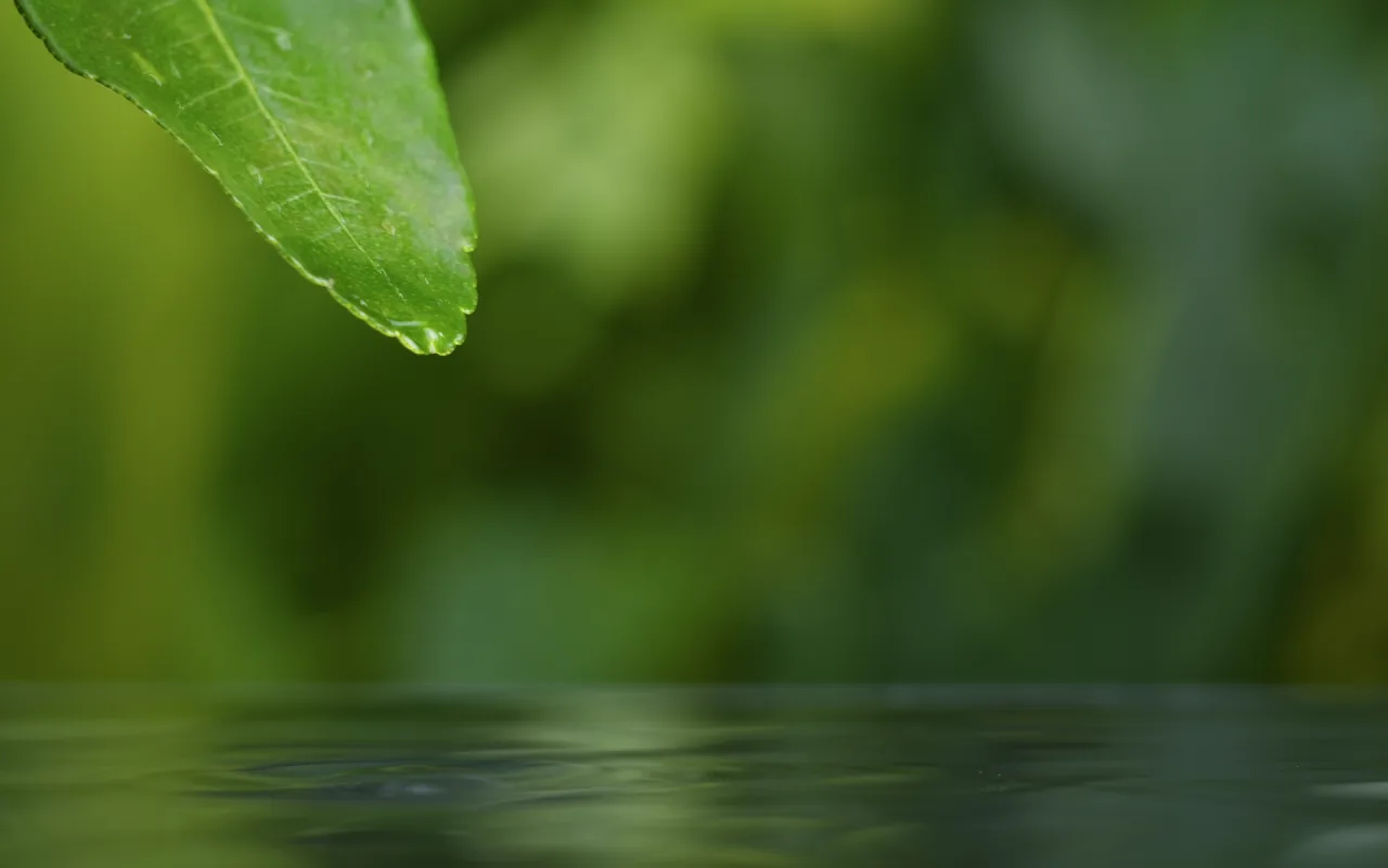 Drop Falling From Leaf Into Water live wallpaper preview