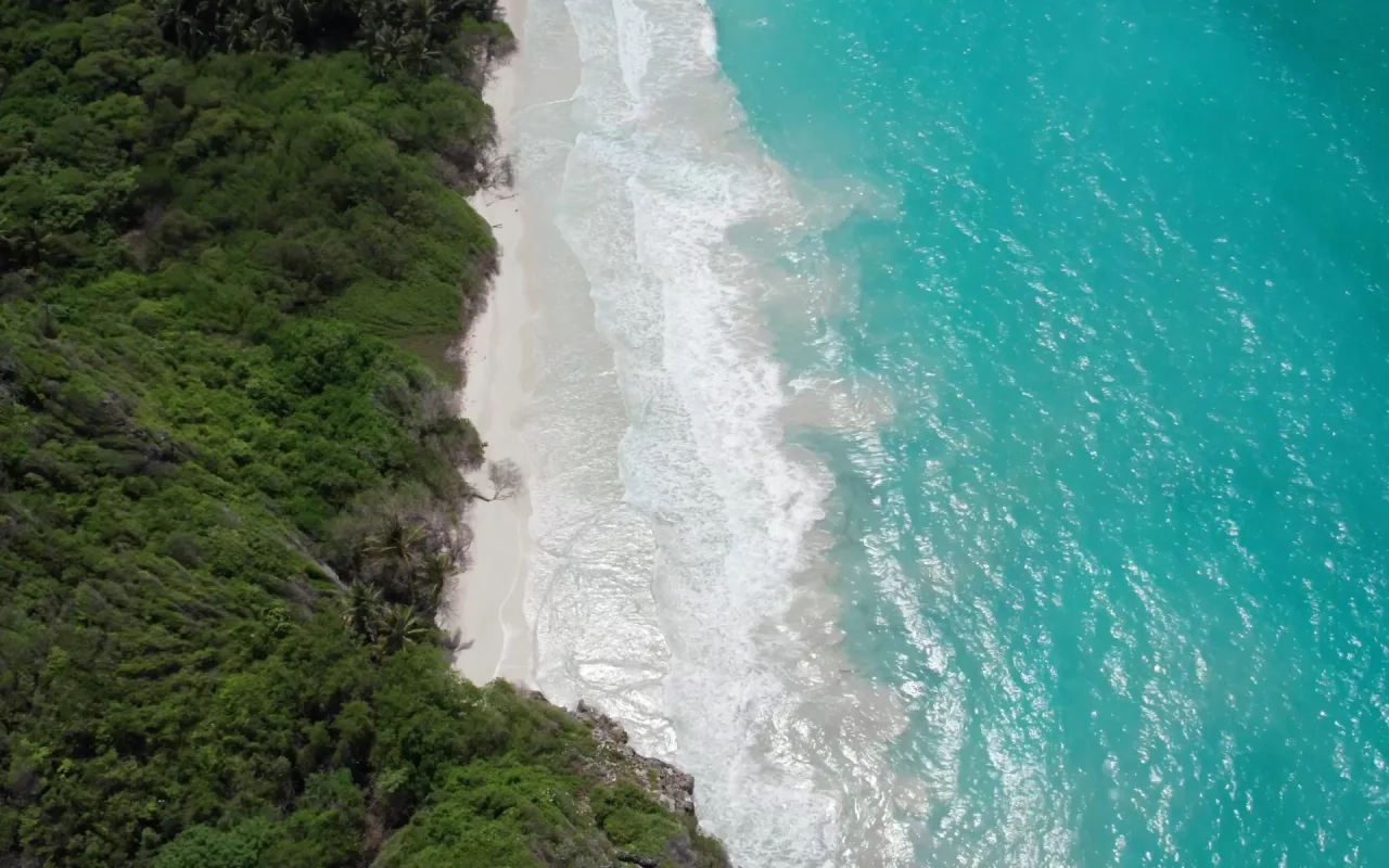 Morrocoy live wallpaper preview