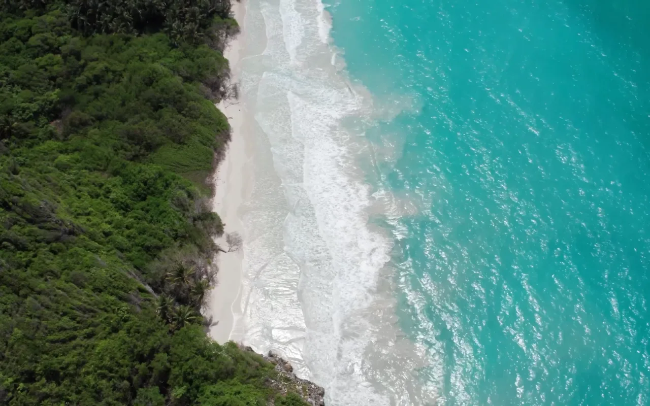 Morrocoy live wallpaper preview