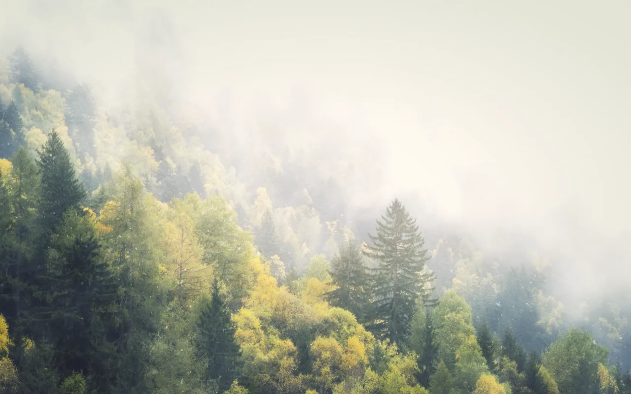Winter Forest live wallpaper preview