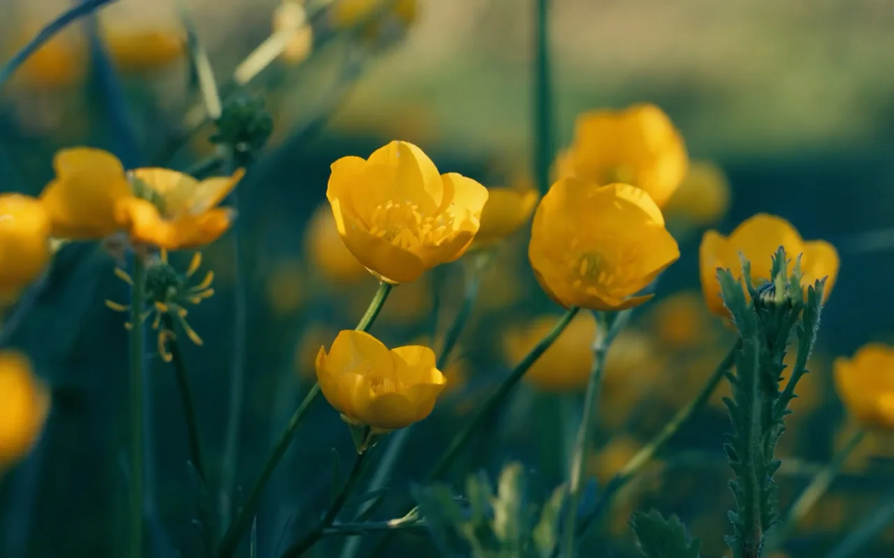 Flower Field live wallpaper preview