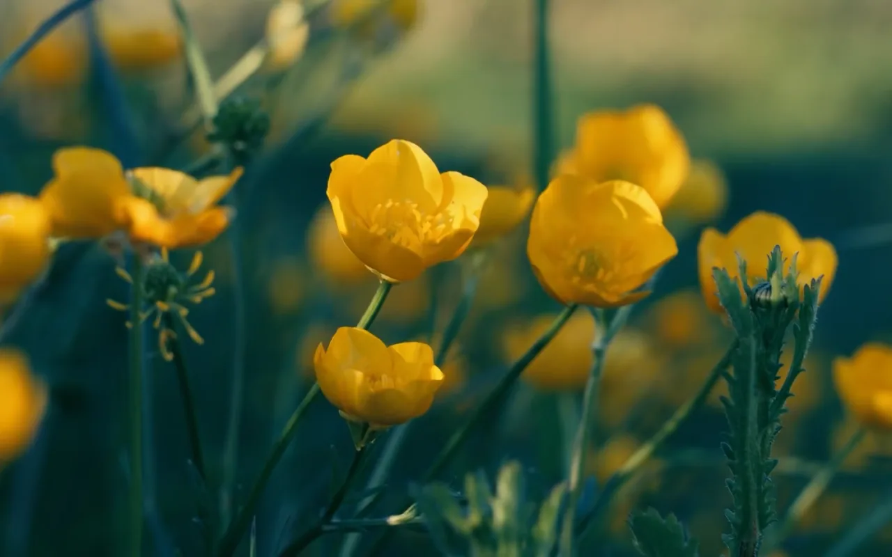 Flower Field live wallpaper preview