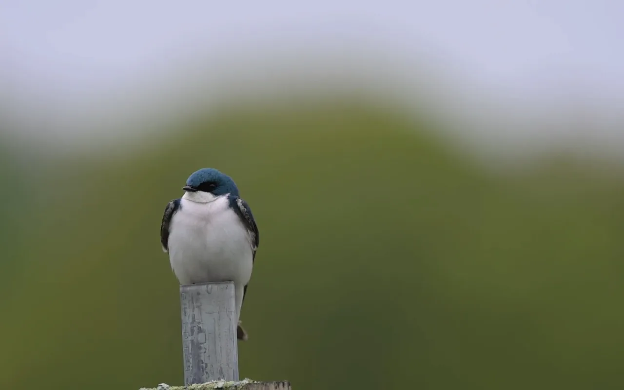 Tree Swallow live wallpaper preview