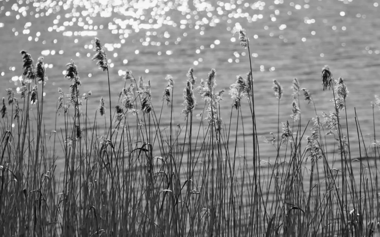 Monochrome Cattails live wallpaper preview