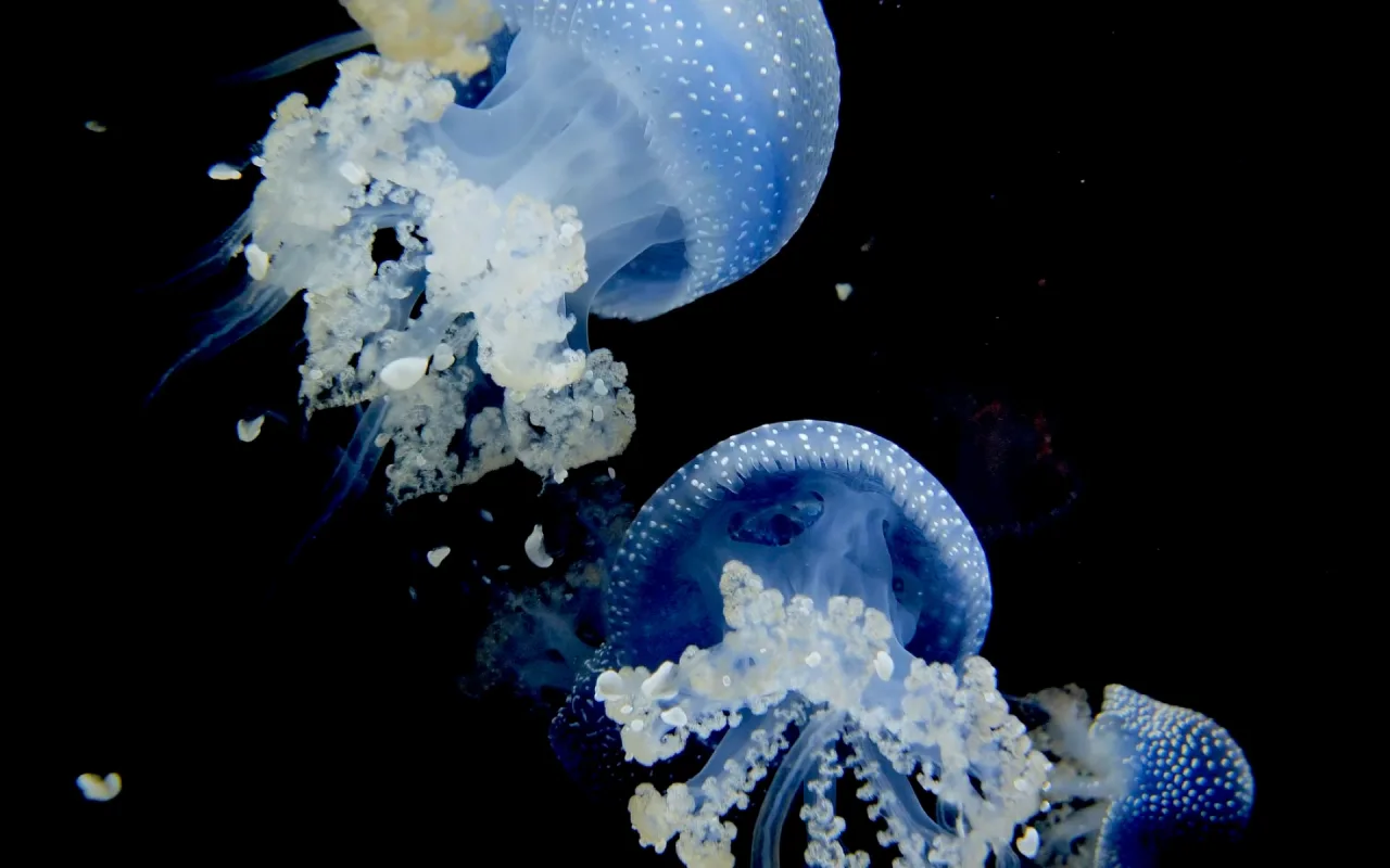 Jellyfish live wallpaper preview