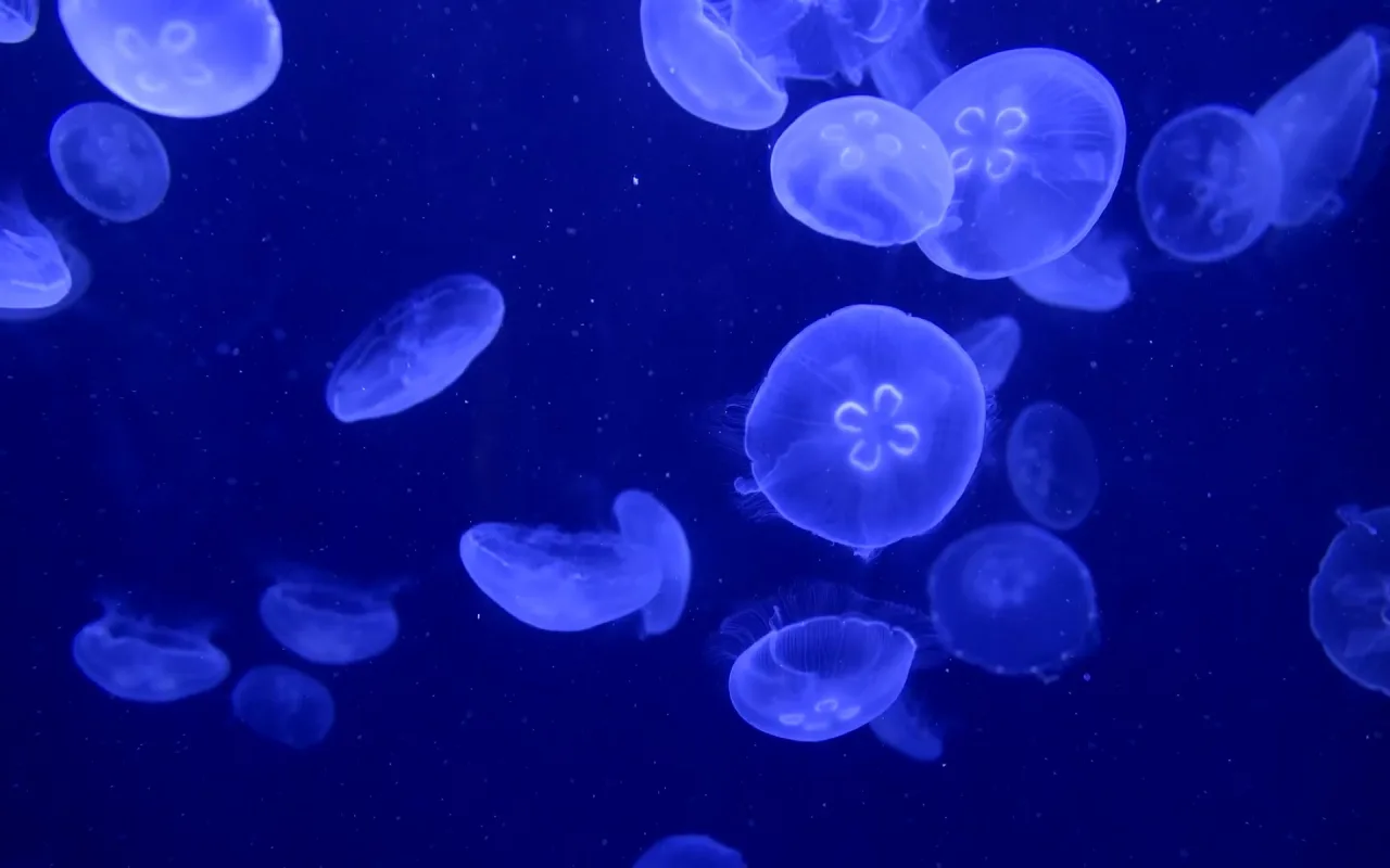 Deep Blue Jellyfish live wallpaper preview