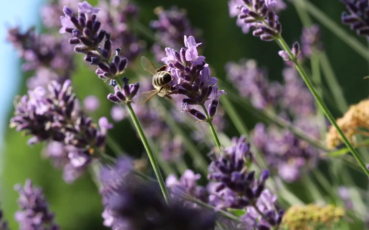 English Lavender live wallpaper preview