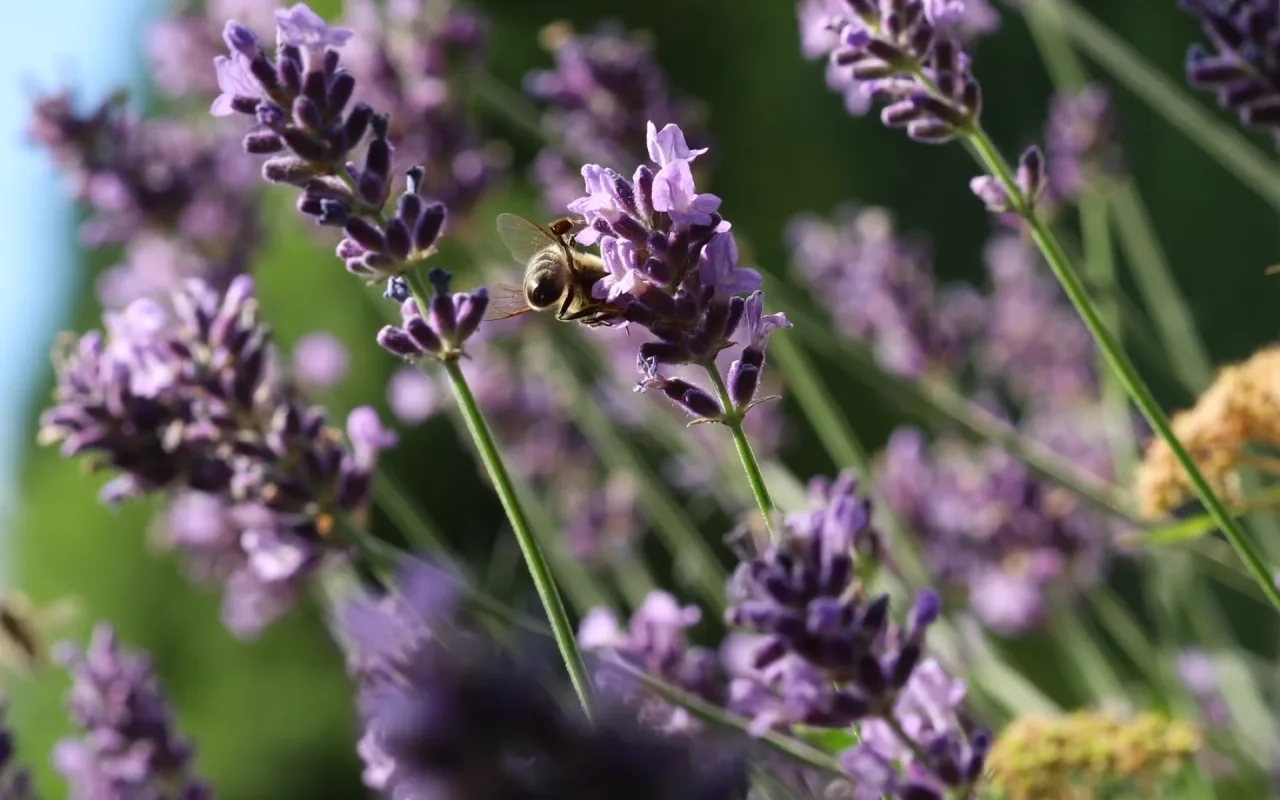 English Lavender live wallpaper preview