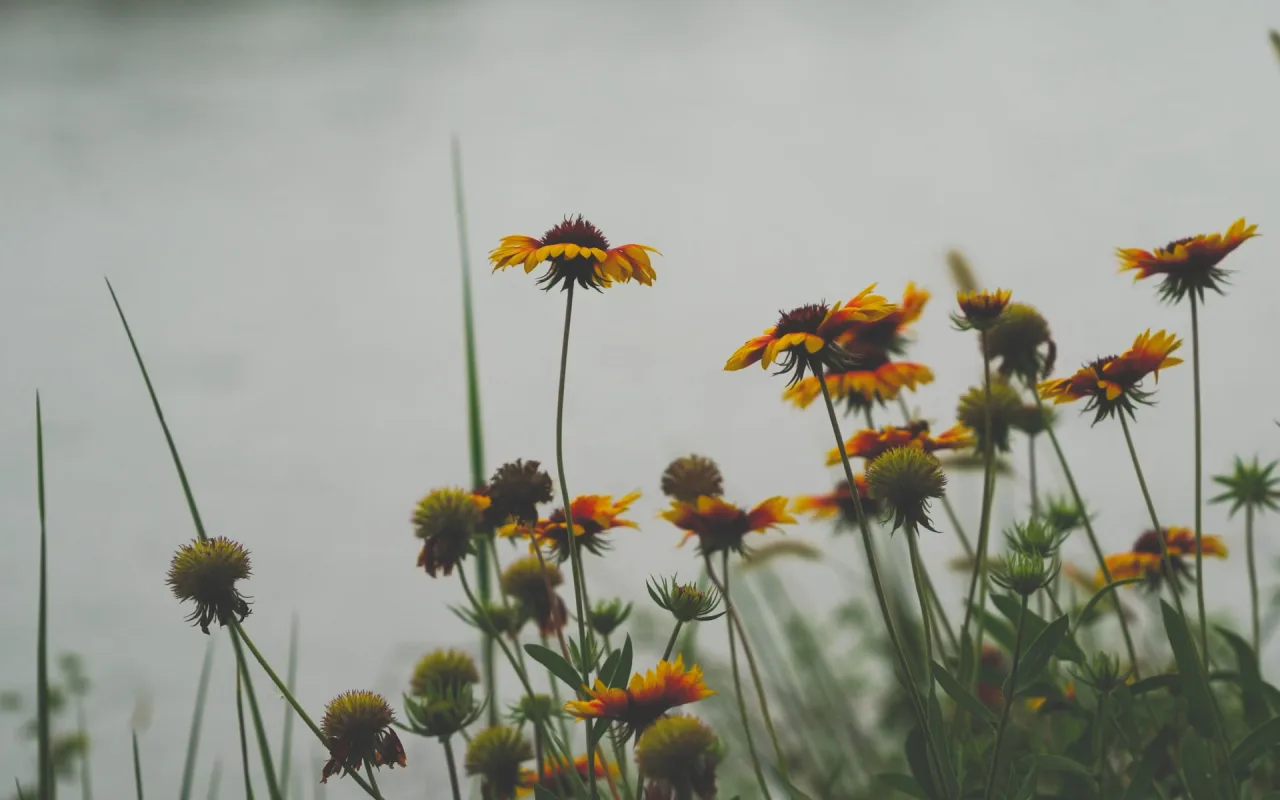 Misty Flowers live wallpaper preview
