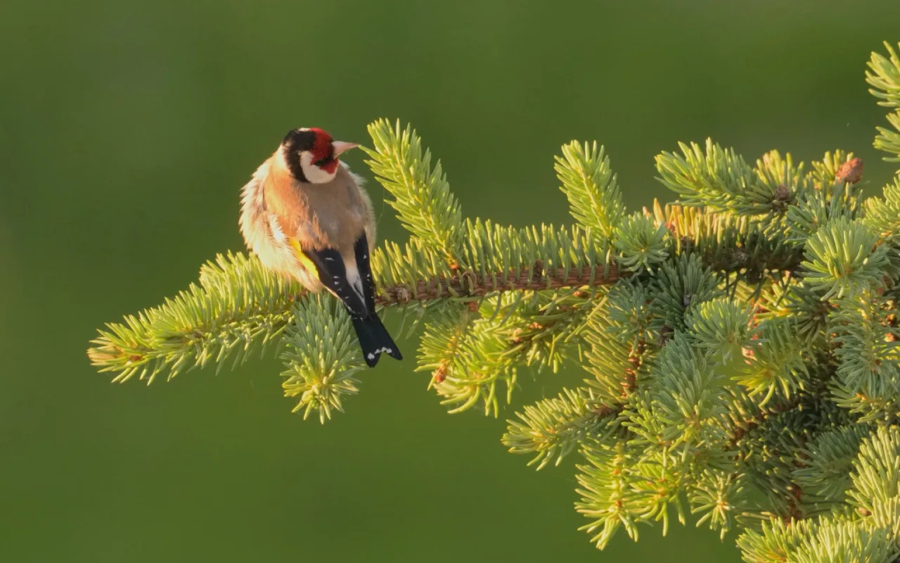 European Goldfinch live wallpaper preview