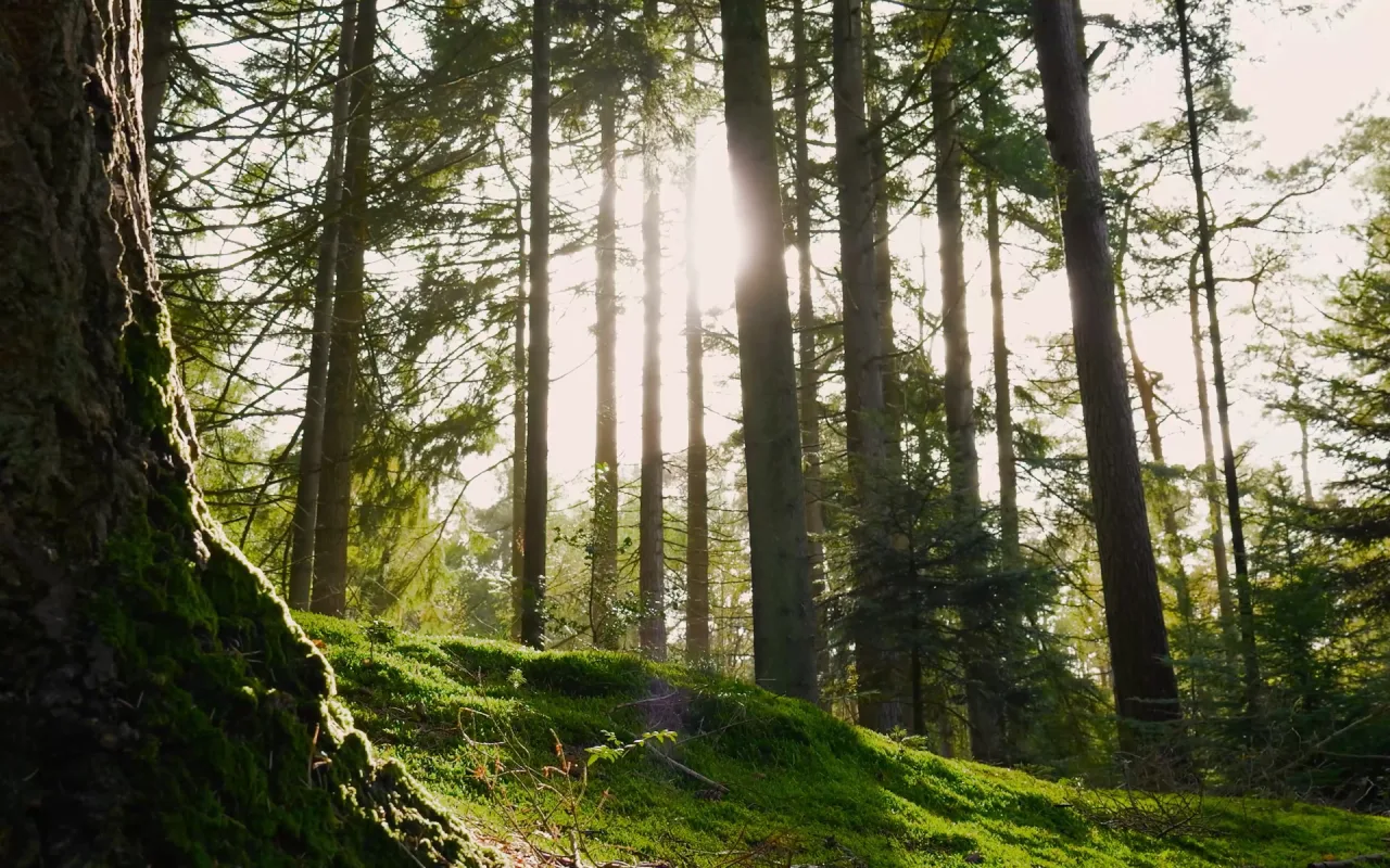 Forest trees live wallpaper preview