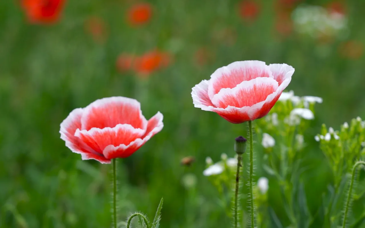 Rosy Poppies live wallpaper preview