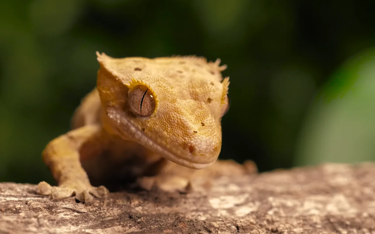 Gecko live wallpaper preview