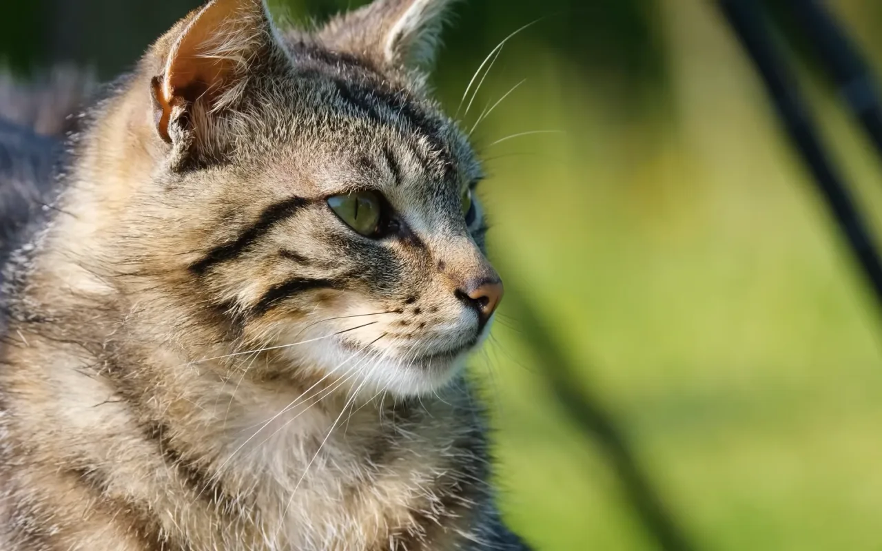 Cat Head live wallpaper preview