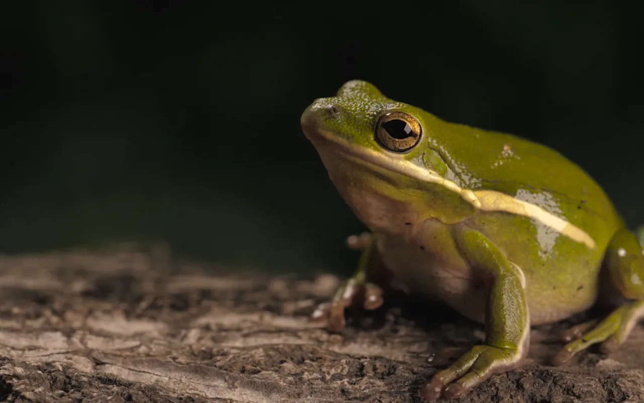 Rain Forest Frog live wallpaper preview