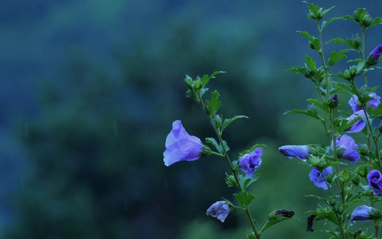 Dusk Flowers live wallpaper preview