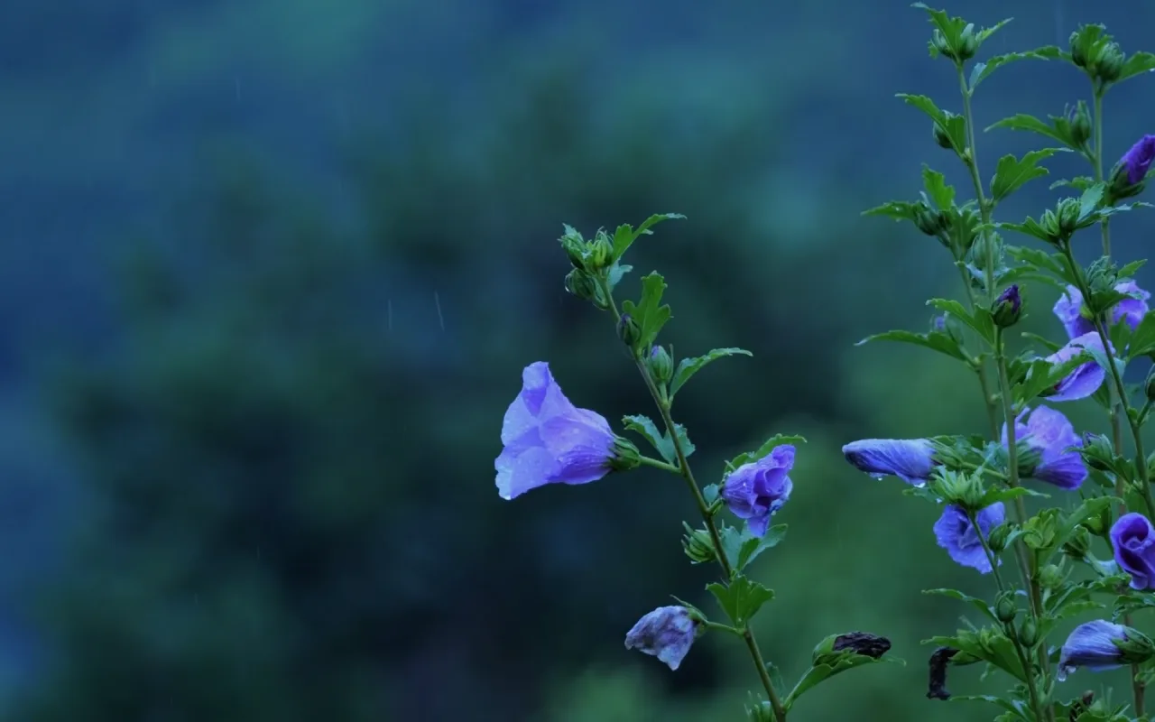 Dusk Flowers live wallpaper preview