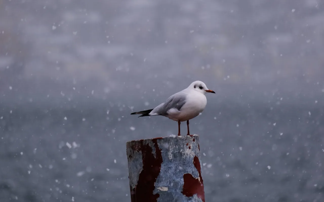 Seagull live wallpaper preview