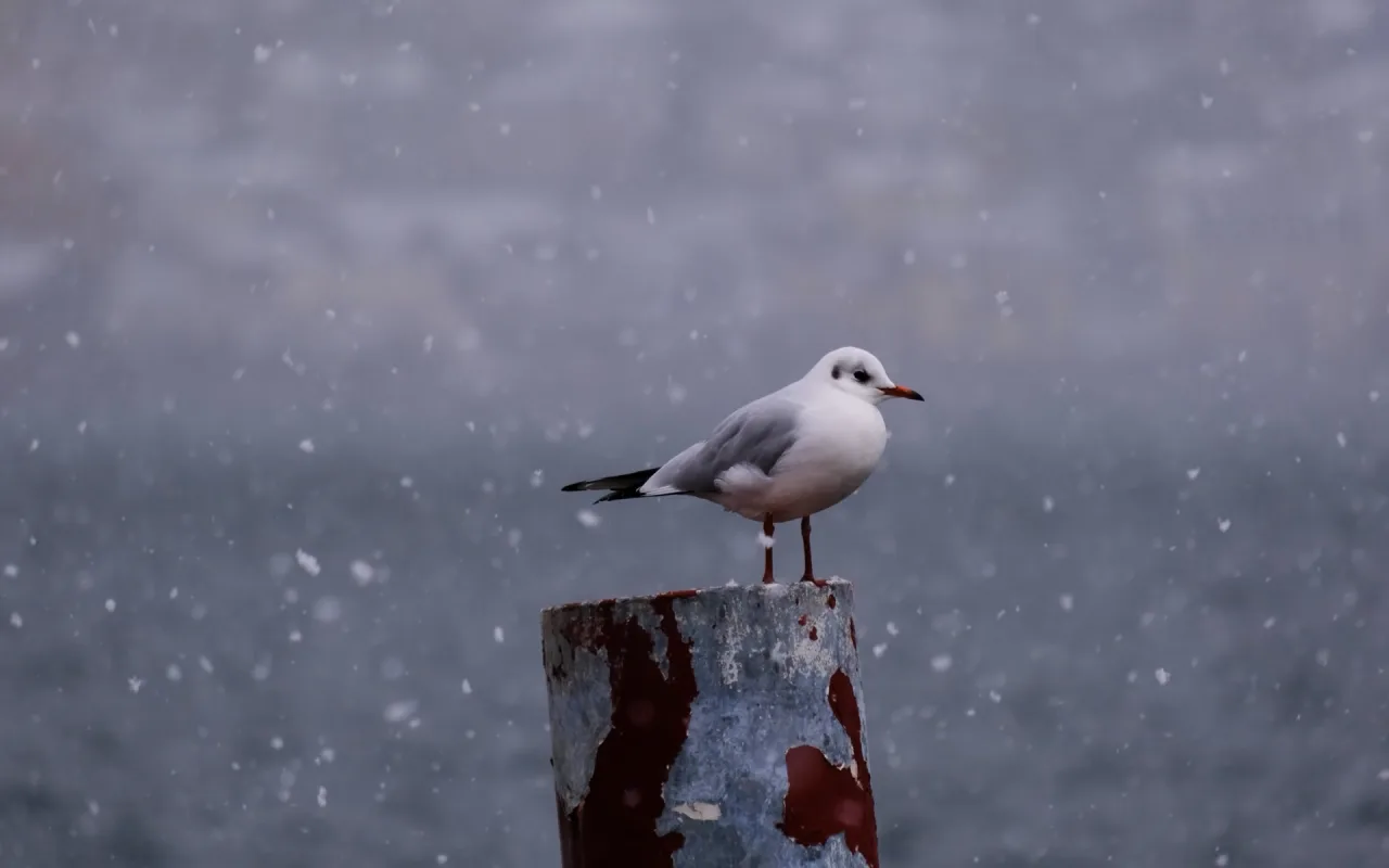 Seagull live wallpaper preview