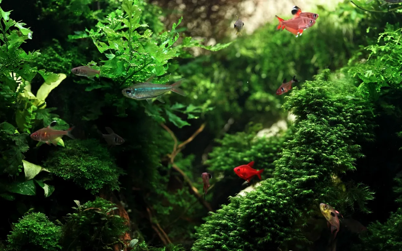 Freshwater Aquarium live wallpaper preview