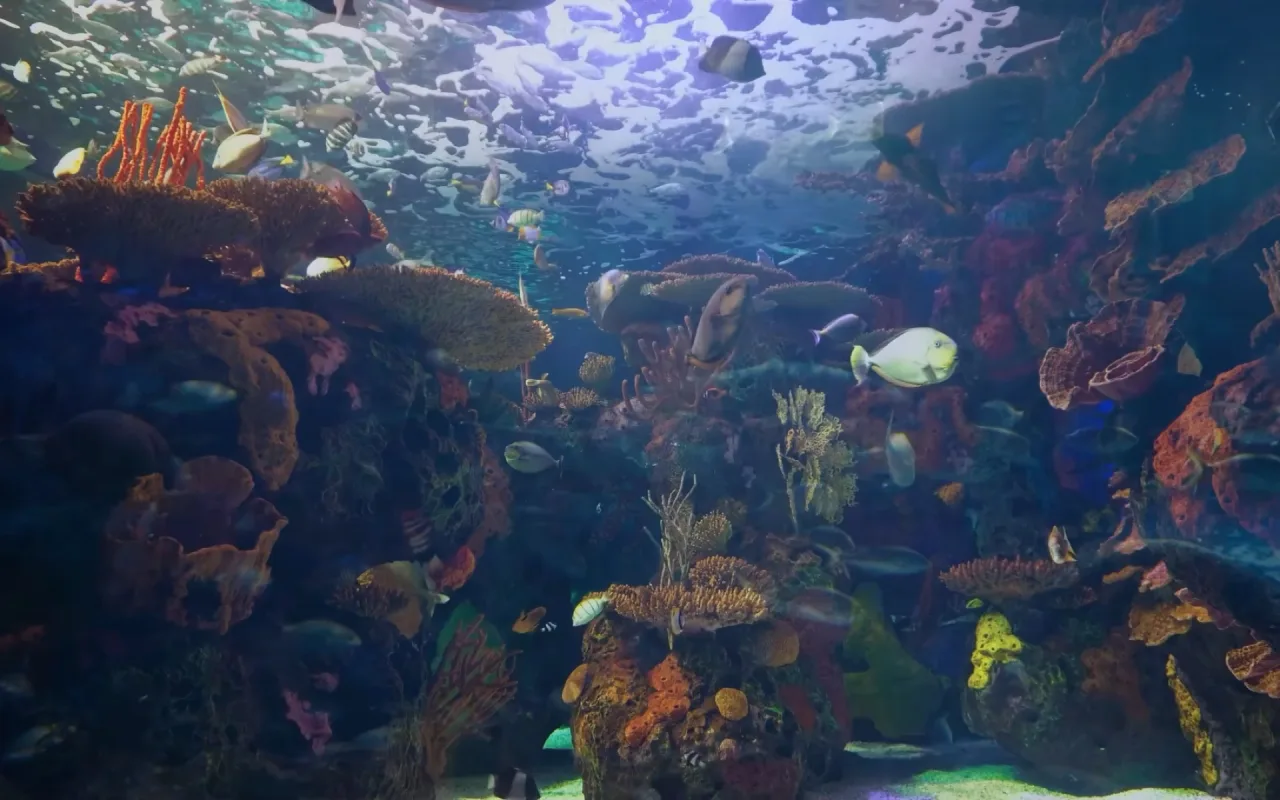 Vibrant Coral Reef live wallpaper preview