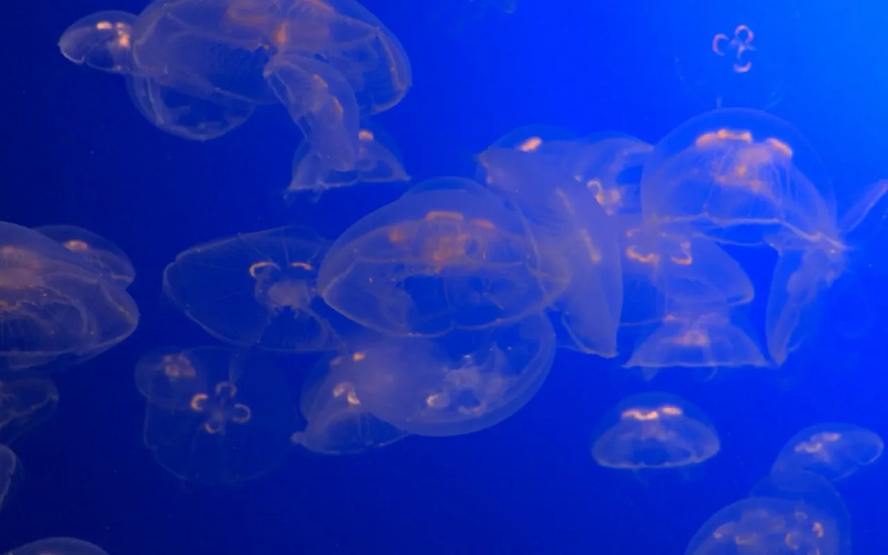 Jellyfish live wallpaper preview