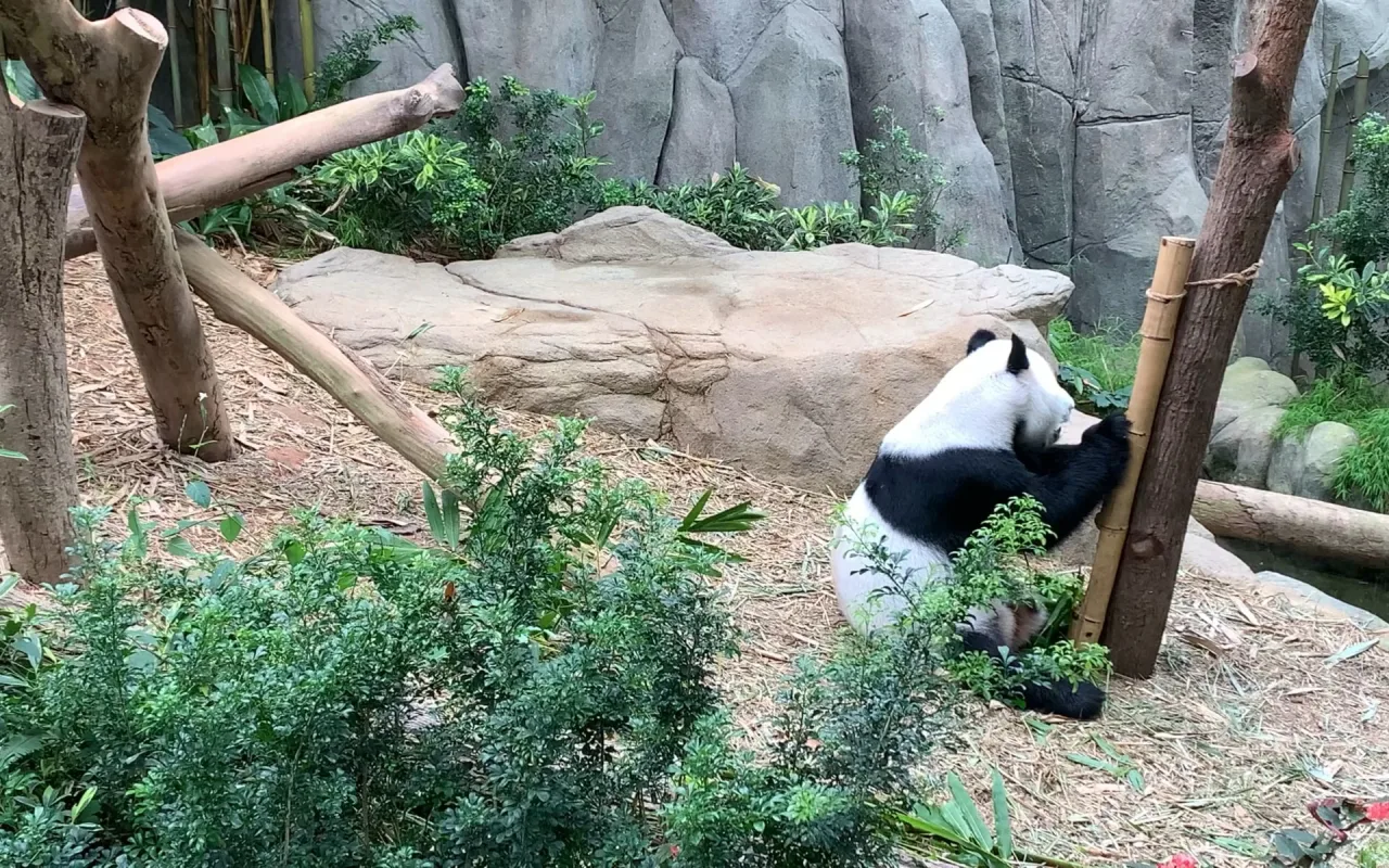 Pandas Eating Bamboo live wallpaper preview