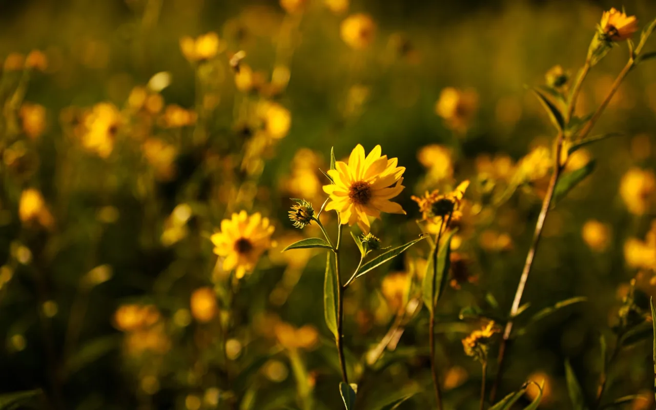 Golden Sunflower Field live wallpaper preview